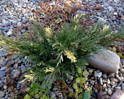 Можжевельник казацкий "Вариегата"