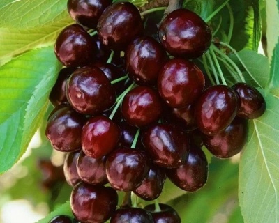 Черевишня "Ночка" (гибрид вишни и черешни)