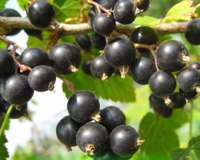 Смородина "Багира"