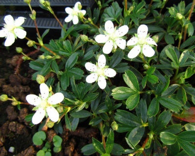 Лапчатка трехзубчатая "Нук"