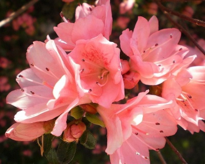 Азалия японская "Блаувс Пинк"