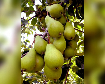 Груша колоновидная "Нежность"