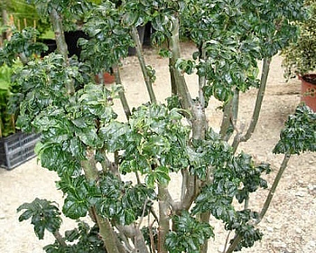 Ясень обыкновенный "Криспа"