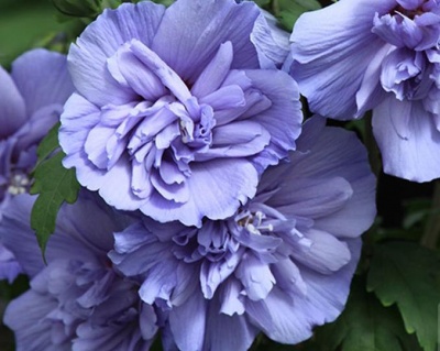 Гибискус «Блю Шифон»