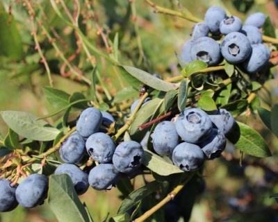 Голубика "Блюкроп" (Блю кроп)