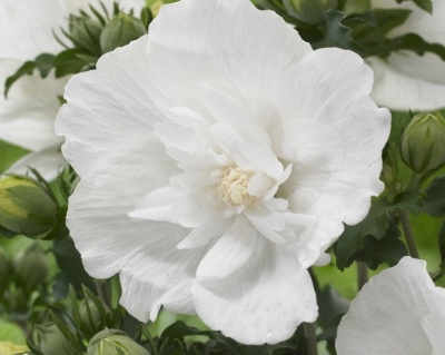 Гибискус «Уайт Шифон»