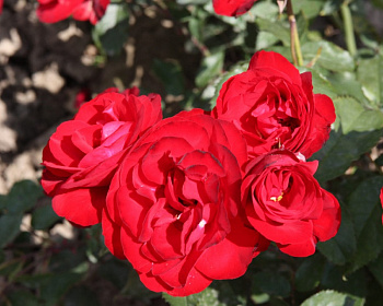 Роза Флорибунда "Пусста"