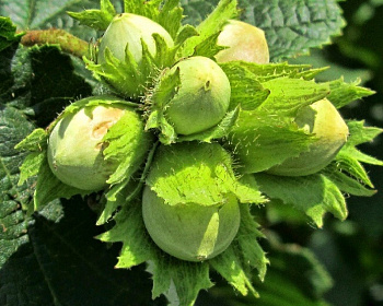 Фундук "Шедевр"