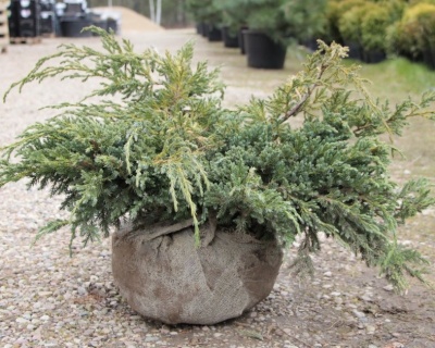 Можжевельник чешуйчатый "Блю Карпет"