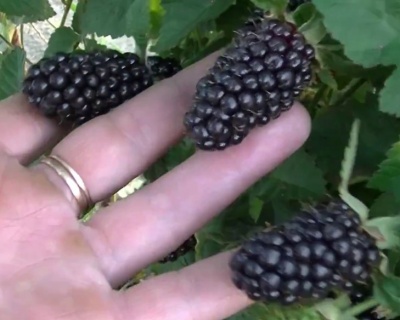 Ежевика "Блэк Бьют"