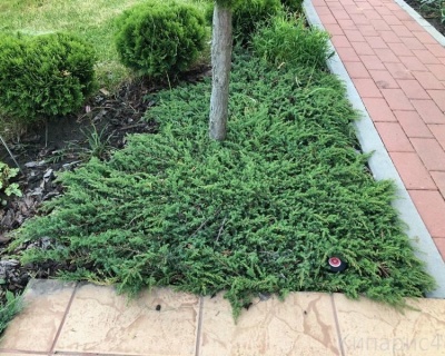 Можжевельник обыкновенный "Грин Карпет"