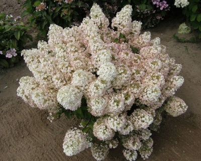 Гортензия метельчатая "Бобо" (Bobo)