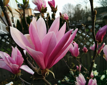 Магнолия "Сьюзан"