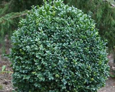 Самшит вечнозеленый «Блауер Хайнц»(Р-9)