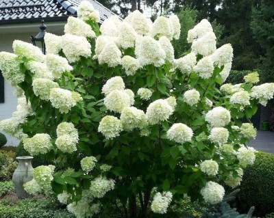 Гортензия метельчатая "Полярный Медведь" (Polar bear)