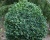 Самшит вечнозеленый «Блауер Хайнц»(Р-9)