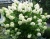 Гортензия метельчатая "Полярный Медведь" (Polar bear)
