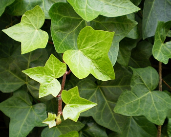 Плющ обыкновенный (Р-9)