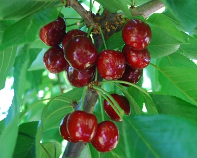 Вишня колоновидная "Малютка"