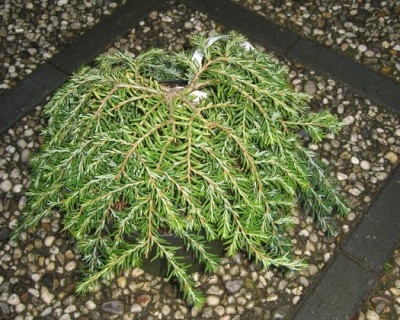 Тсуга канадская "Колес Простате"