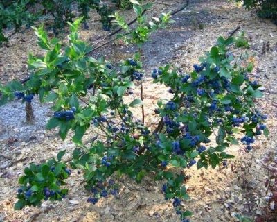 Голубика "Нортблю (Norhblue)"