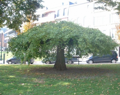 Гинкго билоба "Пендула" (штамбовая форма)