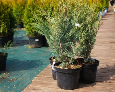 Можжевельник скальный "Мунглоу"