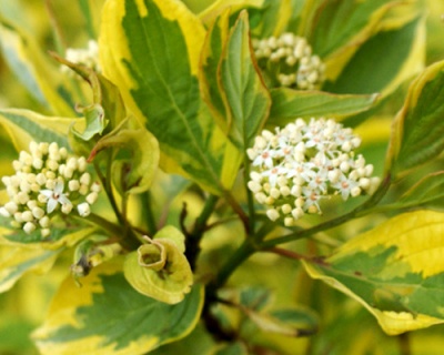 Дерен белый "Шпети" (Spaethii)