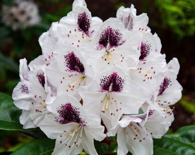 Рододендрон "Кальсап"