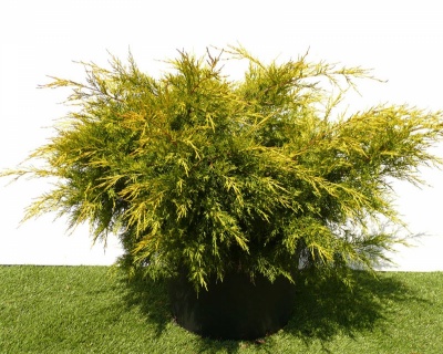 Можжевельник Китайский "Куривао Голд"