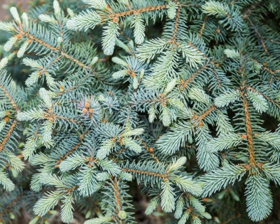 Ель колючая "Эрих Фрам"