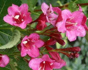 Вейгела цветущая "Rumba"