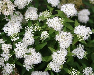 Спирея японская "Альбифлора"