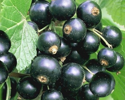 Смородина "Биг Бен"