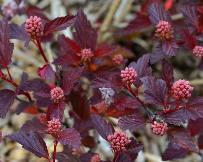 Пузыреплодник "Коппертина" (Coppertina)