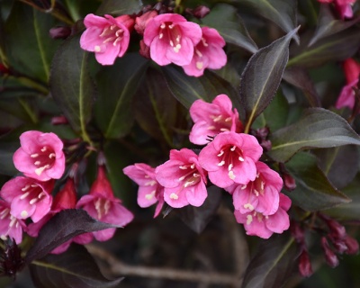 Вейгела цветущая "Alexandra"