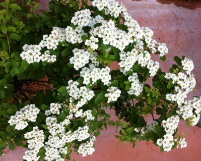 Спирея ниппонская «Халвард Сильвер»