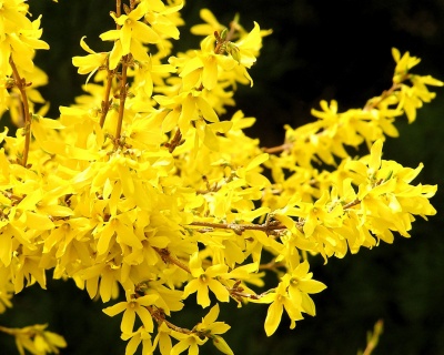 Форзиция яйцевидная «Тетраголд»