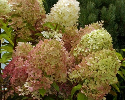 Гортензия метельчатая "Жемчужина фестиваля" (Perle de Festival)