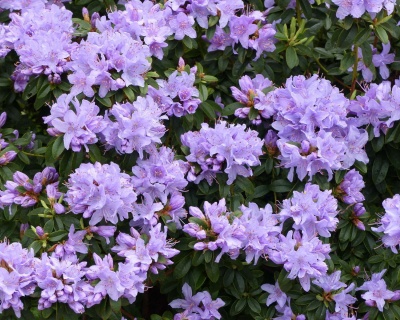 Рододендрон "Лауретта"