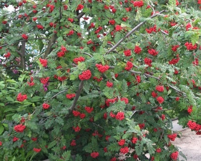 Рябина садовая "Алая Крупная"