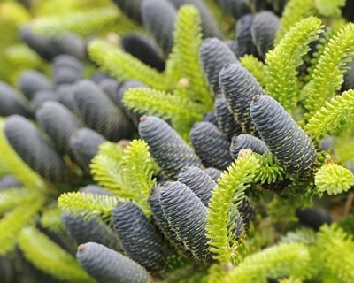 Пихта корейская "Ауреа"