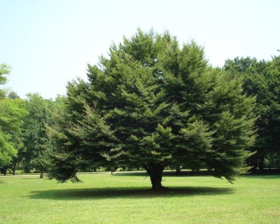 Бук лесной (европейский)