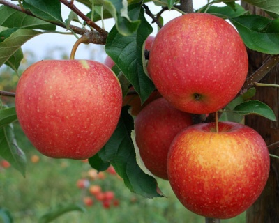 Яблоня "Пинова"