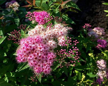 Спирея японская "Широбана"