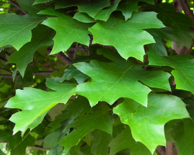 Дуб болотный "Грин Дварф"