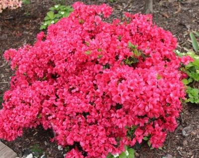 Азалия японская "Рубинетта"