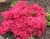 Азалия японская "Рубинетта"