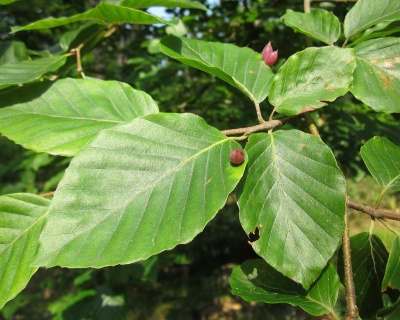 Бук лесной (европейский)