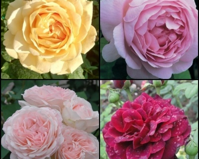 Комплект Пионовидных роз 